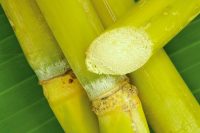 sugar-cane