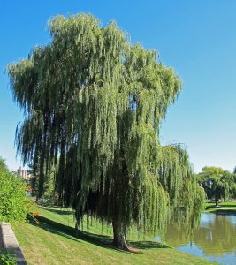 willow-tree